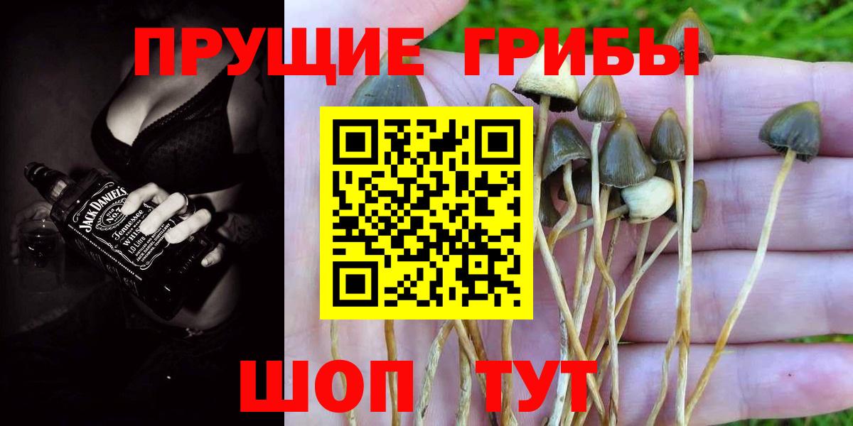 Псилоцибиновые грибы Psilocybe Котовск
